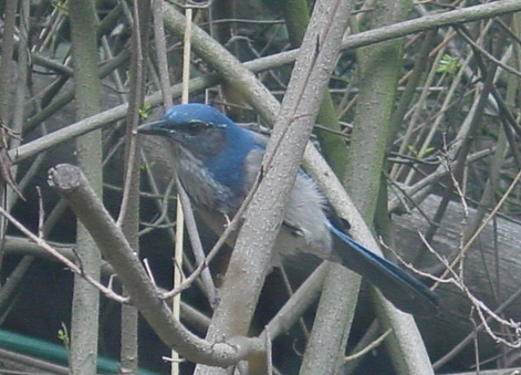 Small Western Blue Jay out my back window.