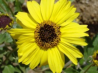 A Yellow Daisy