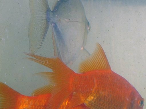 Wilma in front when she was still orange and a silver dollar (now passed) I once had.