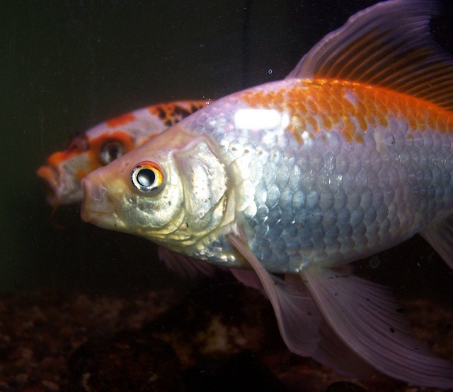 This is Wilma my mature pet goldfish. Jumby is looking on in the background.