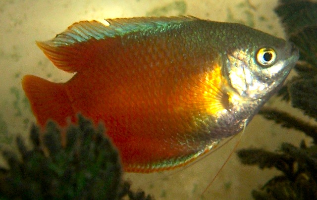 He is so wonderfully irridescent and colorful. He reminds me of a marine fish.