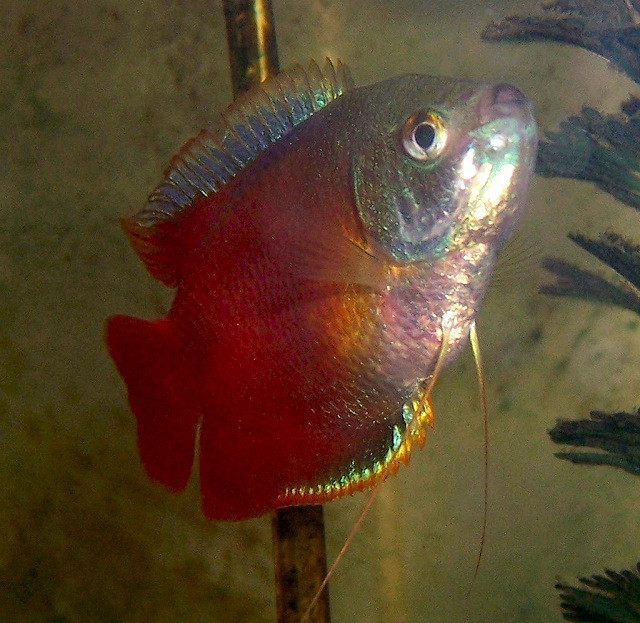 Here is my Honey Dwarf Gourami Michi.
