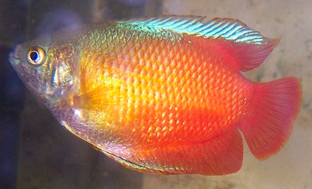 In additon because he is a labyrinth fish and a gourami, he is more intelligent and personable than some other small fish.