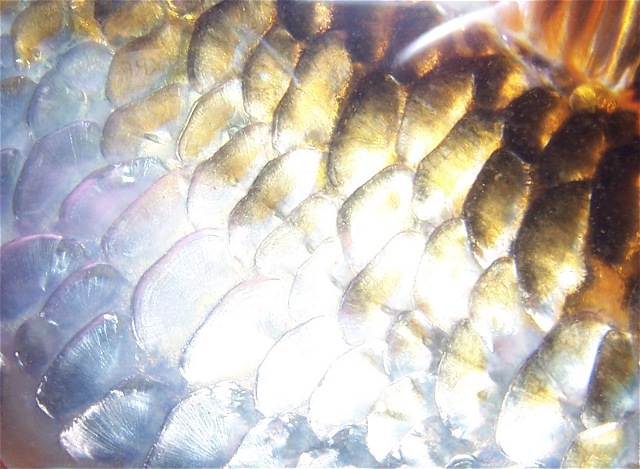 He has beautiful scales.