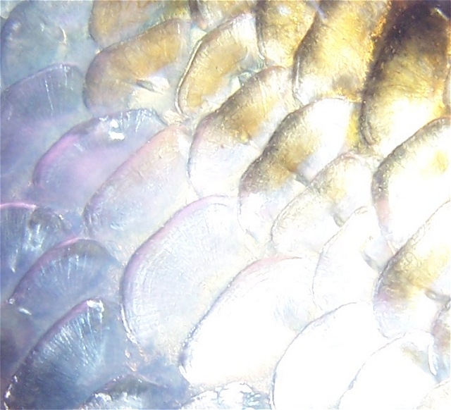 Here they are a little more up close. They remind me of shells or mother of pearl.