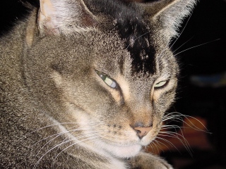 Cats get mad at you, especially if you're doing something you shouldn't ...  like taking their picture.