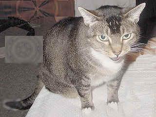 Cats are magical:They can "talk" to you!