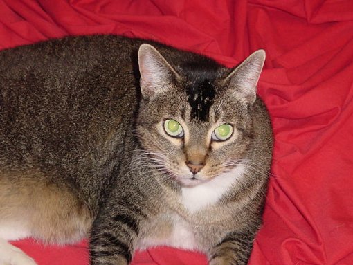 Sauvage on a red sheet.