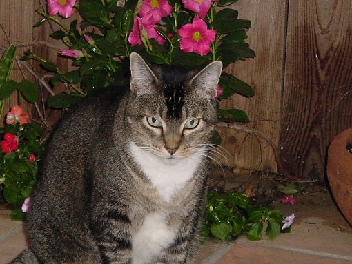 Sauvage on the sun porch in our old place.