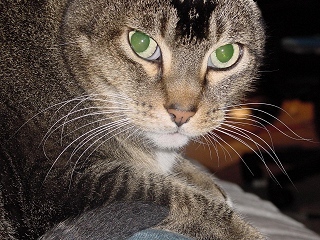 They look at you alot.