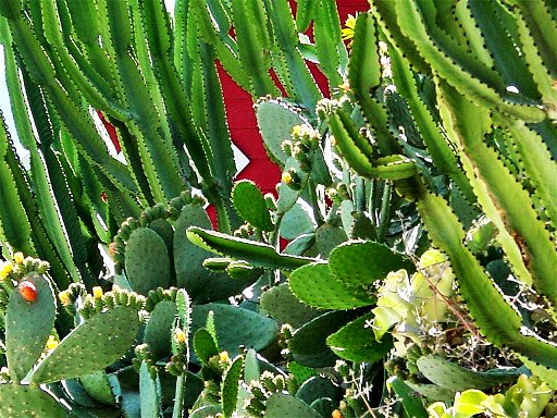Neighbor's house with cacti in bloom.