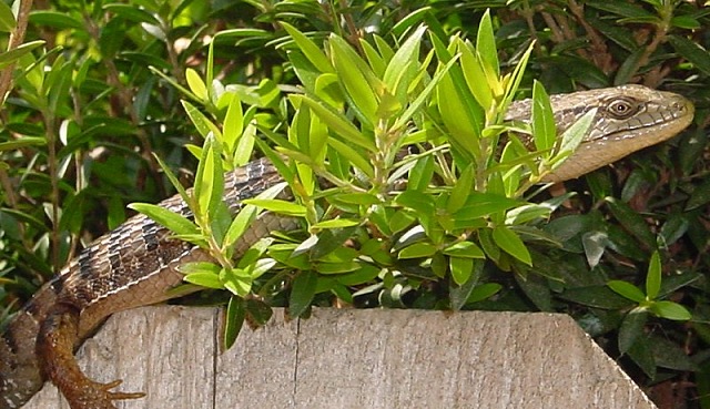 Lizard on the sun porch at my old place.