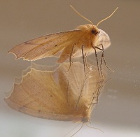 A Moth