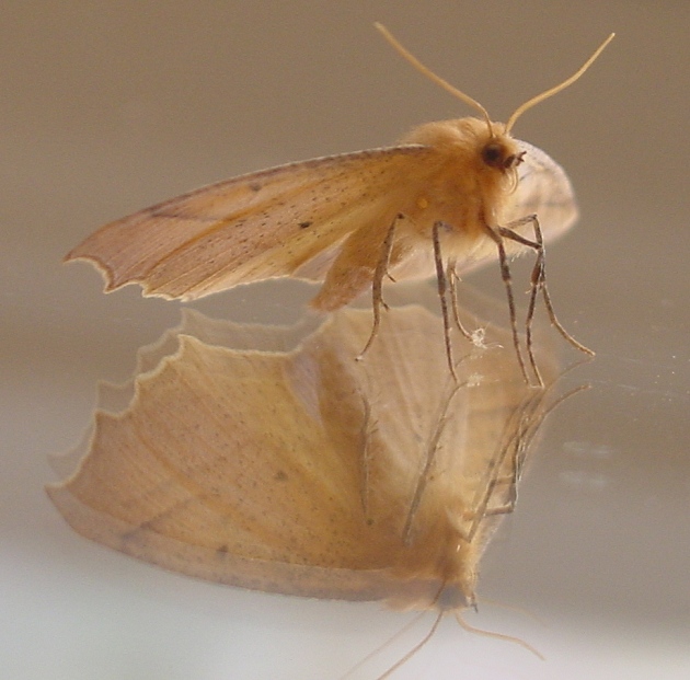 A moth that once visited me.